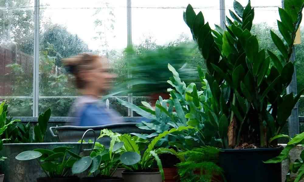 THE GLASSHOUSE