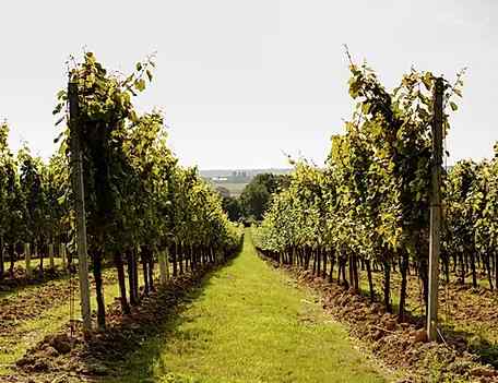 WINE TOURS OF KENT
