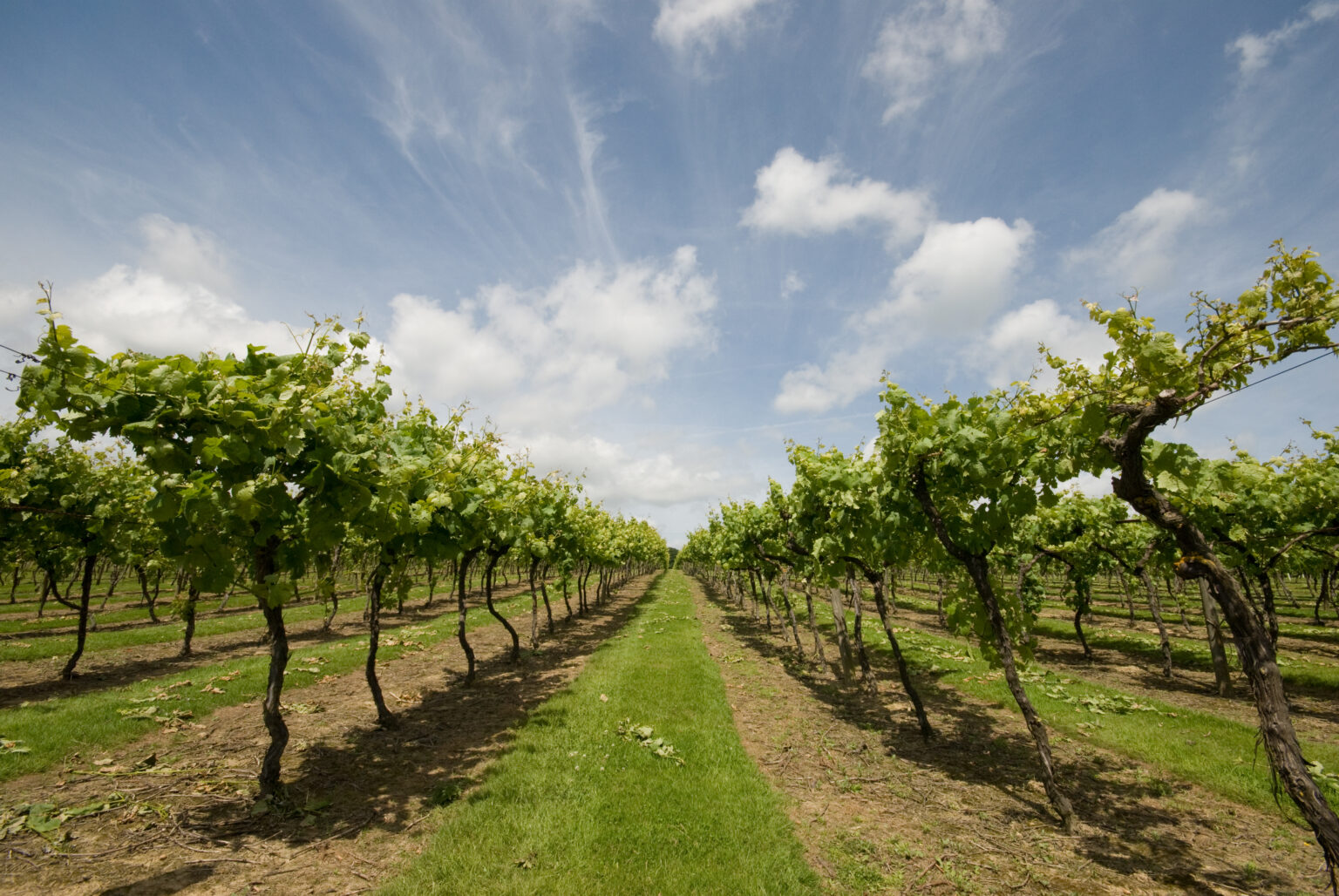 BIDDENDEN VINEYARDS