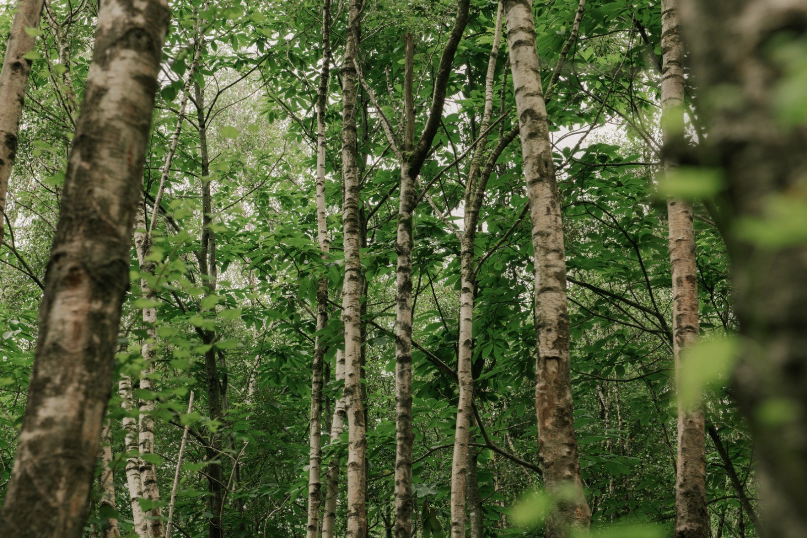 Birchwood