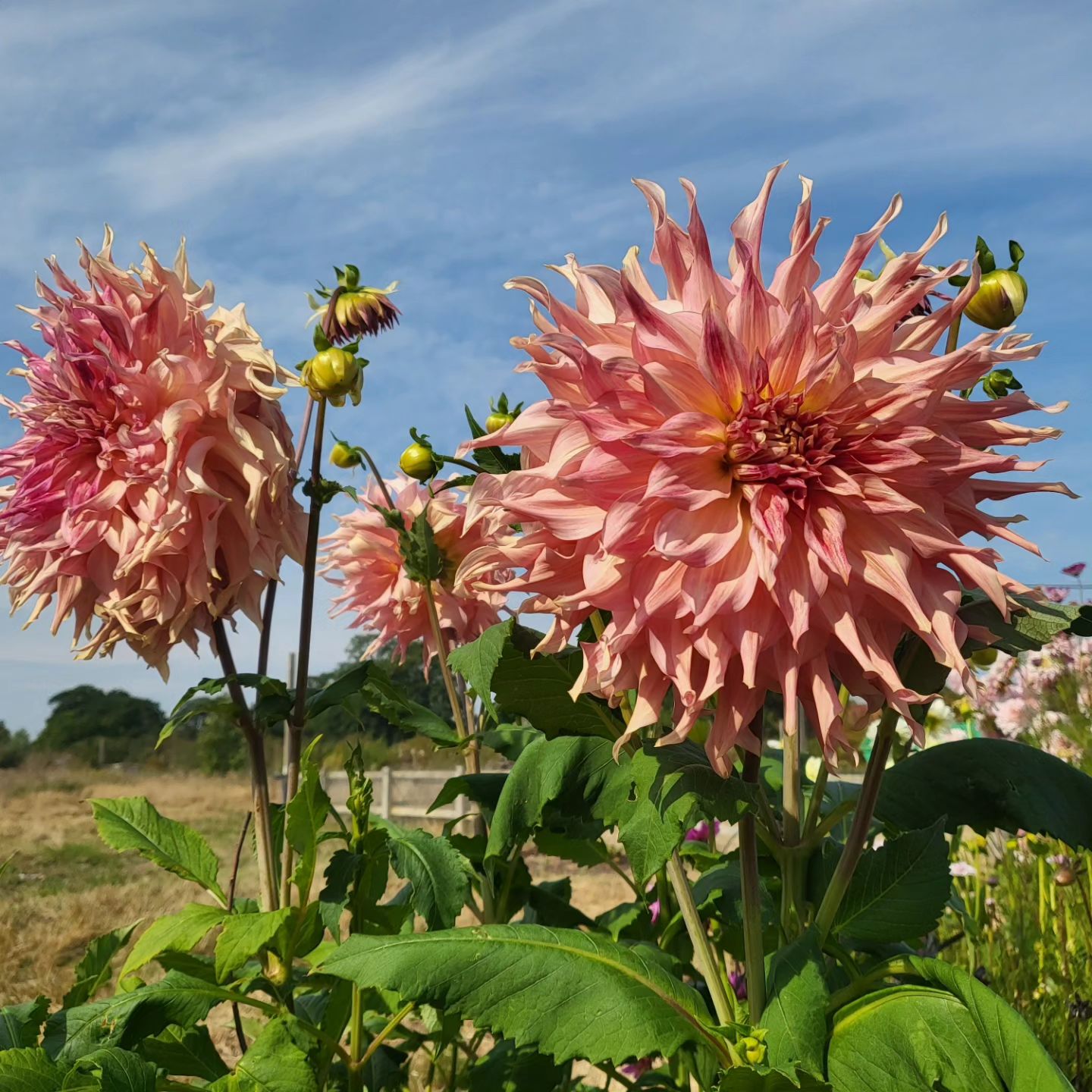 CHAMBERS FARM FLOWERS