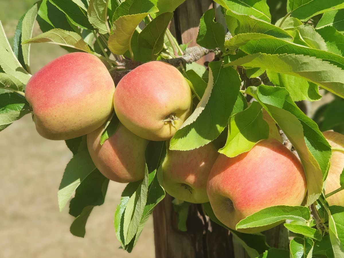 Charrington's Harvest Visit