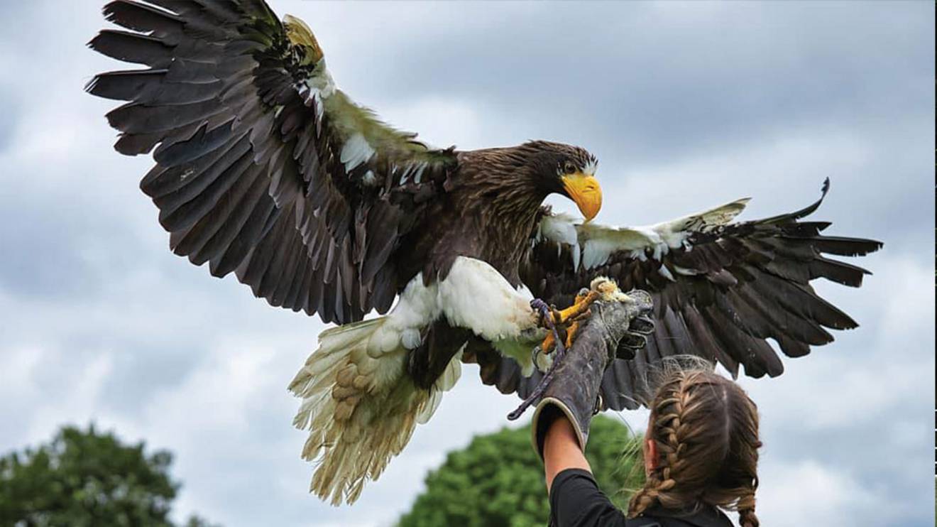 EAGLE HEIGHTS WILDLIFE FOUNDATION