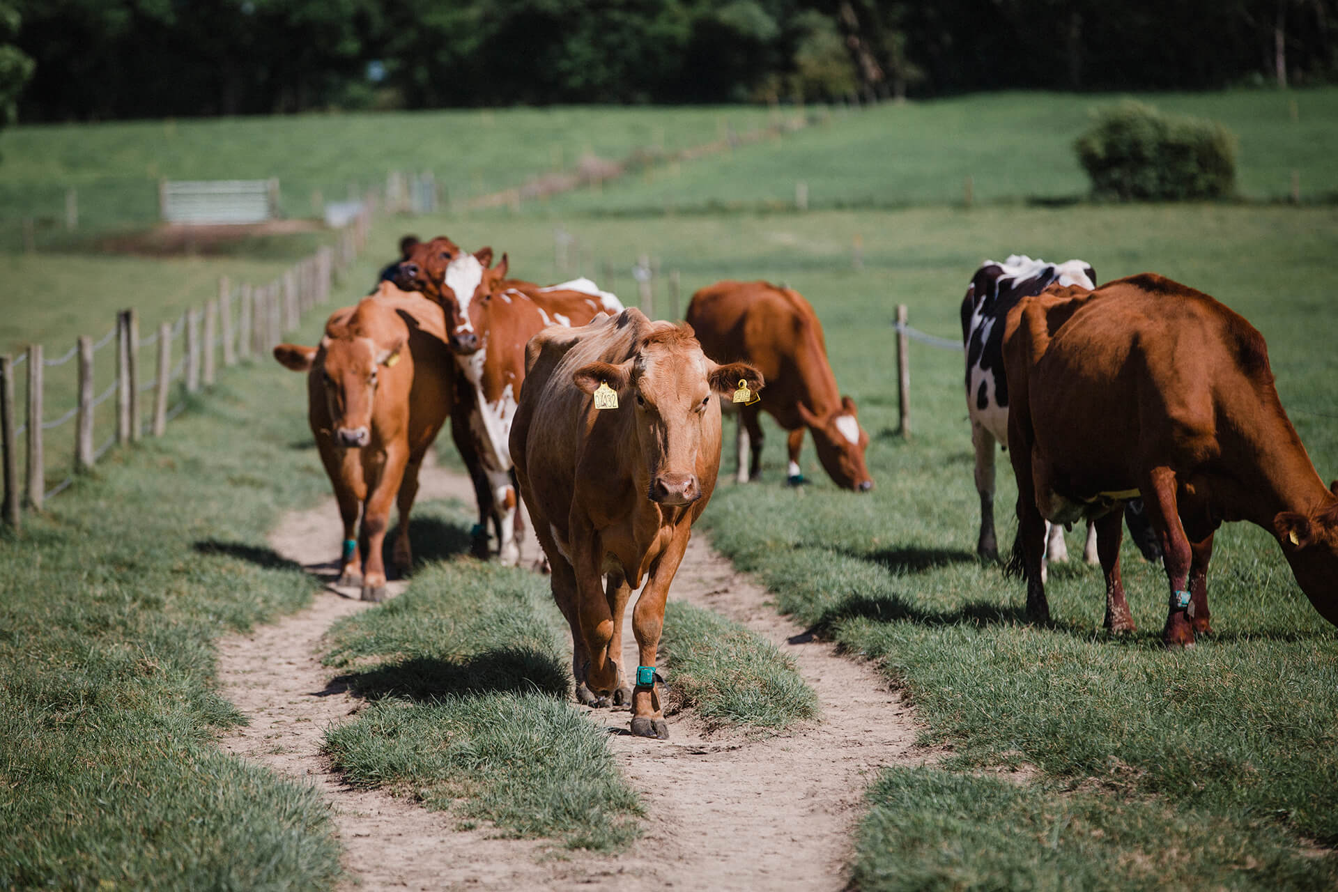 KINGCOTT DAIRY