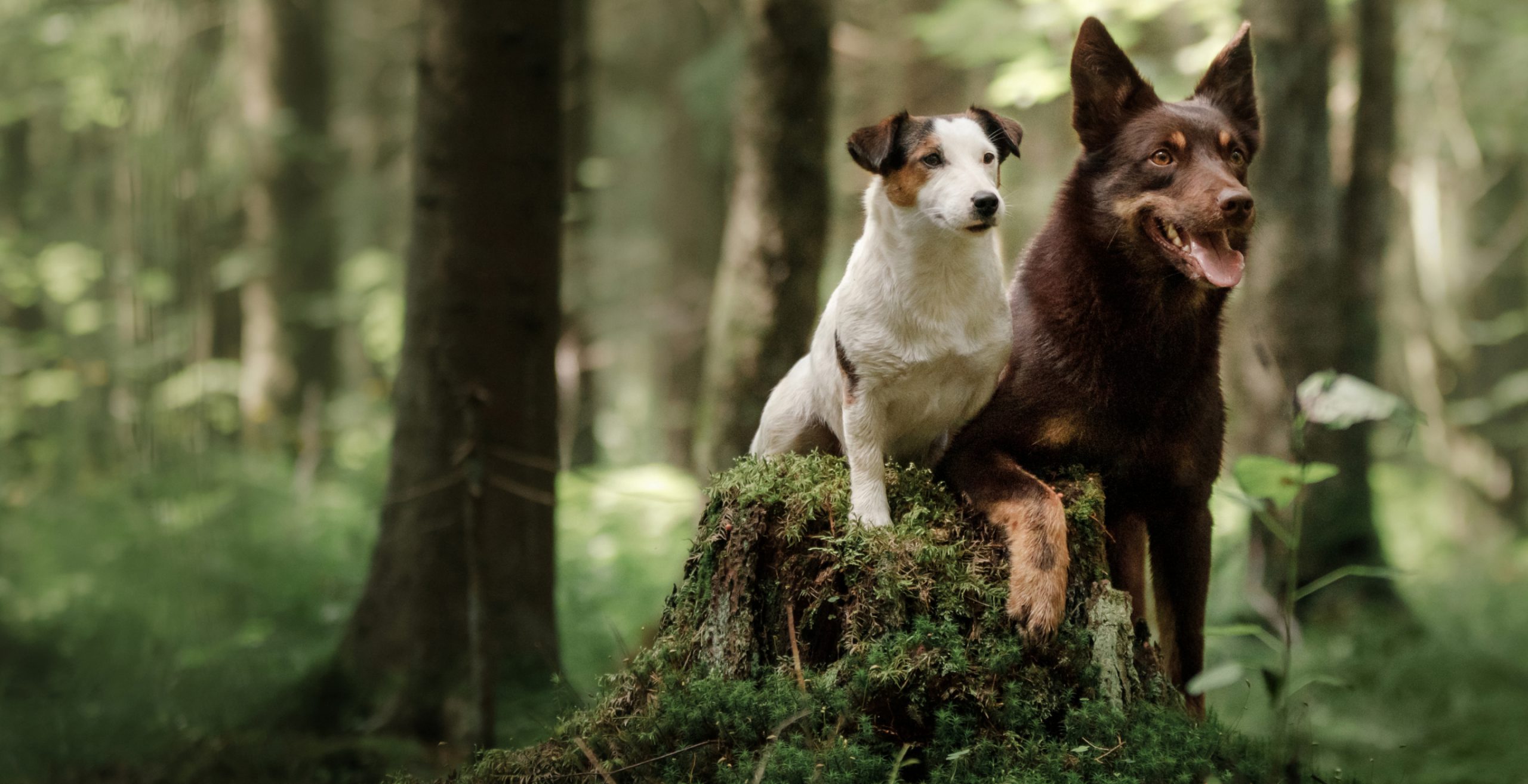 YOGI'S DOG TRAINING & BEHAVIOUR