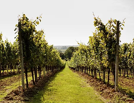 WINE TOURS OF KENT